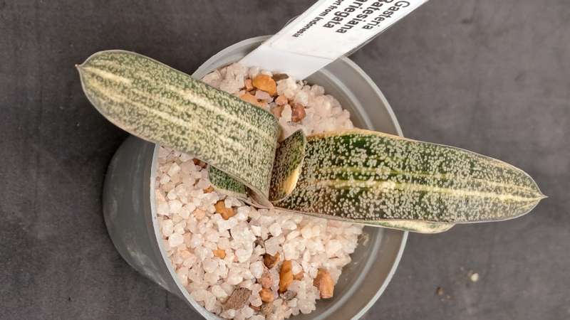 Gasteria Batesiana variegated (import from Indonesia) (Free Gift with any Order)