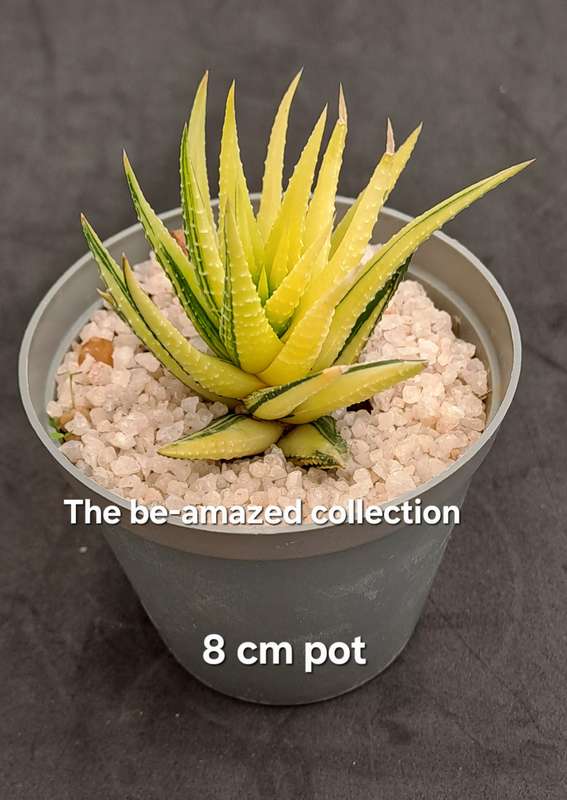 Rare!!!  Haworthiopsis Attenuata Variegata (Zebra Plant)-Free Gift with any order