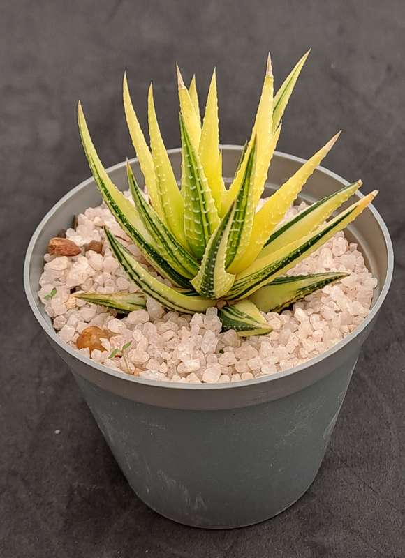 Rare!!!  Haworthiopsis Attenuata Variegata (Zebra Plant)-Free Gift with any order