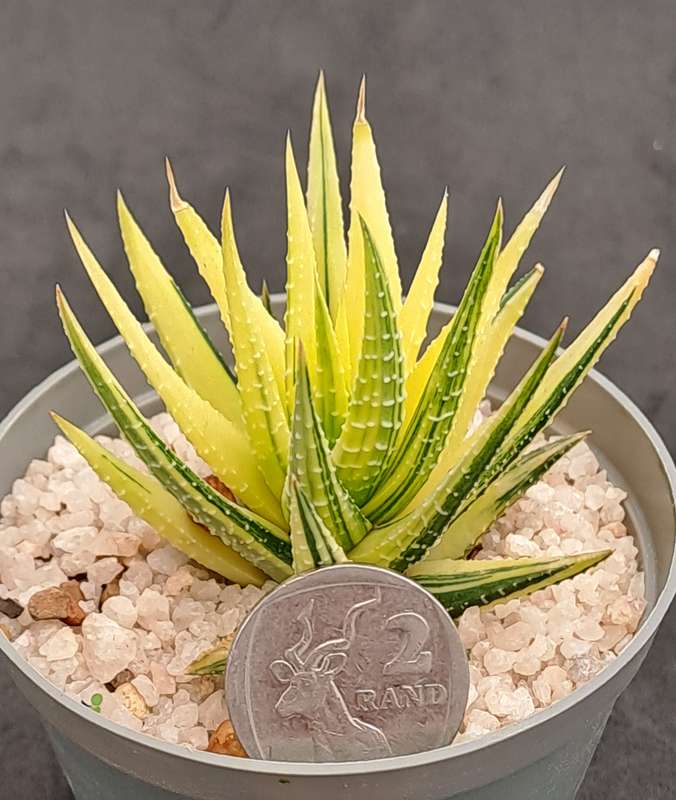 Rare!!!  Haworthiopsis Attenuata Variegata (Zebra Plant)-Free Gift with any order