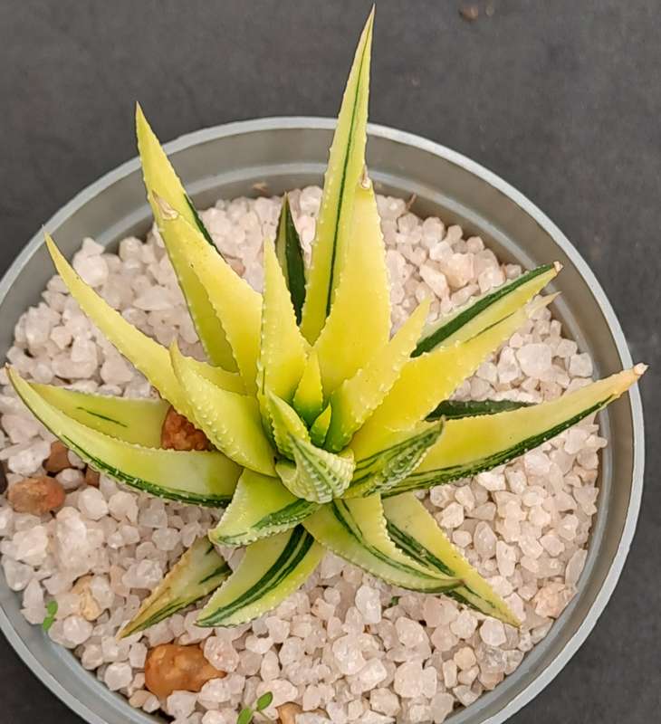 Rare!!!  Haworthiopsis Attenuata Variegata (Zebra Plant)-Free Gift with any order