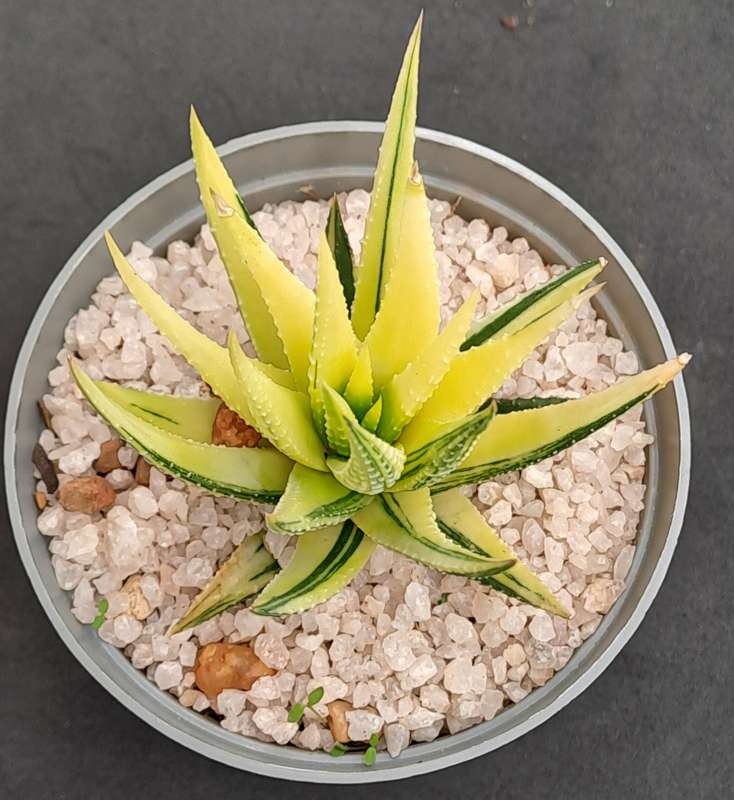 Rare!!!  Haworthiopsis Attenuata Variegata (Zebra Plant)-Free Gift with any order