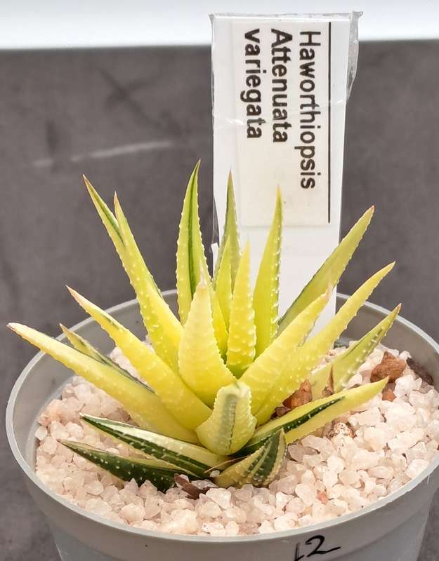 Rare!!!  Haworthiopsis Attenuata Variegata (Zebra Plant)-Free Gift with any order