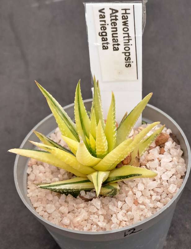 Rare!!!  Haworthiopsis Attenuata Variegata (Zebra Plant)-Free Gift with any order