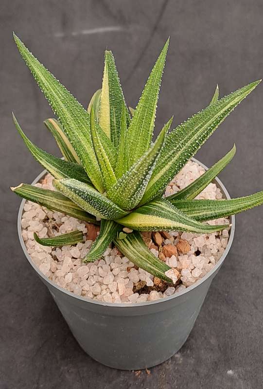 Rare!!!  Haworthiopsis Limfolia Variegata (Fairy Washboard) Free Gift with any Order