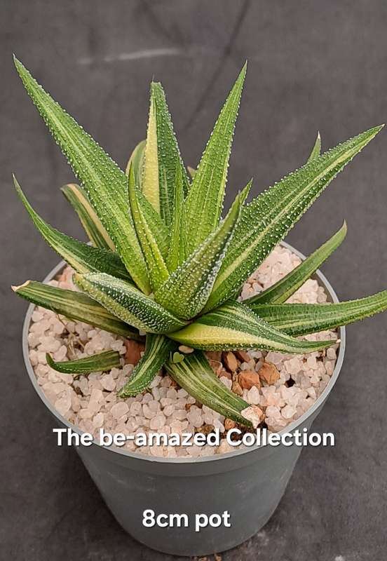 Rare!!!  Haworthiopsis Limfolia Variegata (Fairy Washboard) Free Gift with any Order