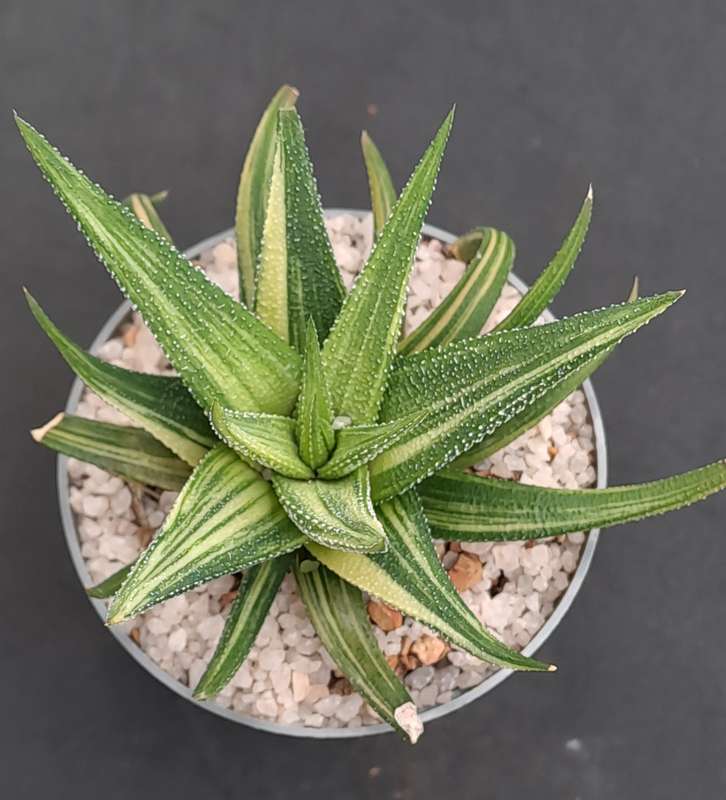 Rare!!!  Haworthiopsis Limfolia Variegata (Fairy Washboard) Free Gift with any Order