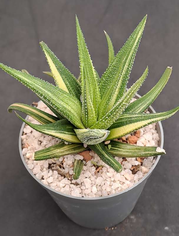 Rare!!!  Haworthiopsis Limfolia Variegata (Fairy Washboard) Free Gift with any Order