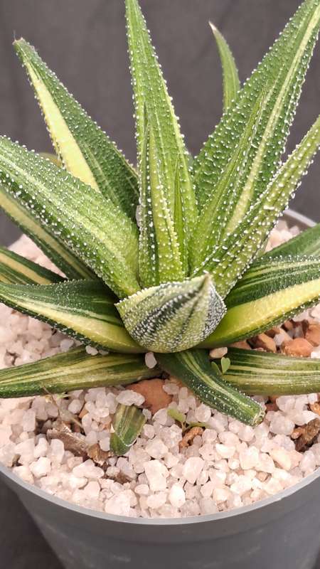 Rare!!!  Haworthiopsis Limfolia Variegata (Fairy Washboard) Free Gift with any Order