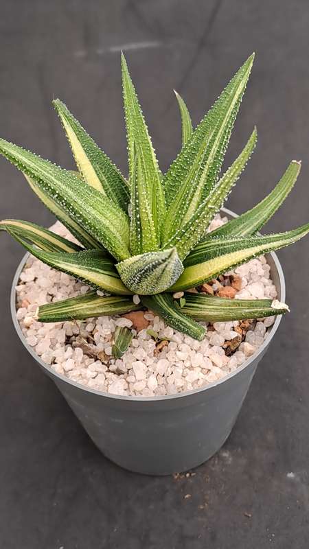 Rare!!!  Haworthiopsis Limfolia Variegata (Fairy Washboard) Free Gift with any Order