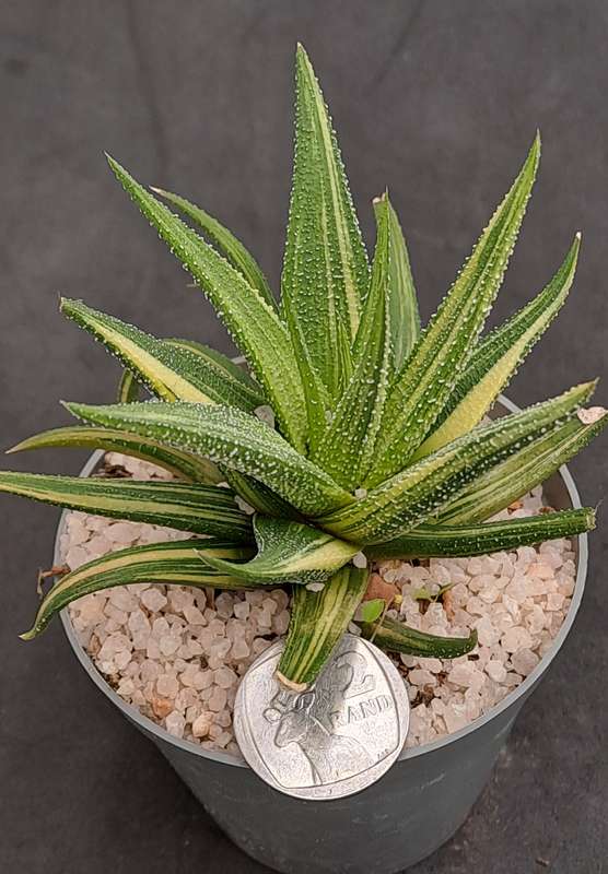 Rare!!!  Haworthiopsis Limfolia Variegata (Fairy Washboard) Free Gift with any Order