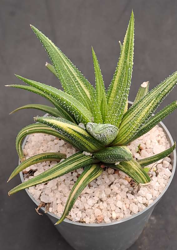 Rare!!!  Haworthiopsis Limfolia Variegata (Fairy Washboard) Free Gift with any Order