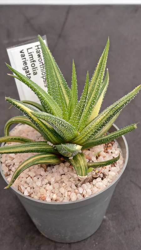 Rare!!!  Haworthiopsis Limfolia Variegata (Fairy Washboard) Free Gift with any Order