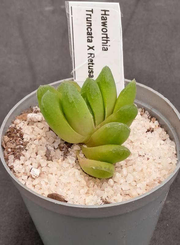 Rare!!! Haworthia Hybrid -Haworthia truncata x Haworthia Retusa -Free Gift with any Order)