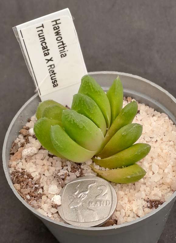 Rare!!! Haworthia Hybrid -Haworthia truncata x Haworthia Retusa -Free Gift with any Order)
