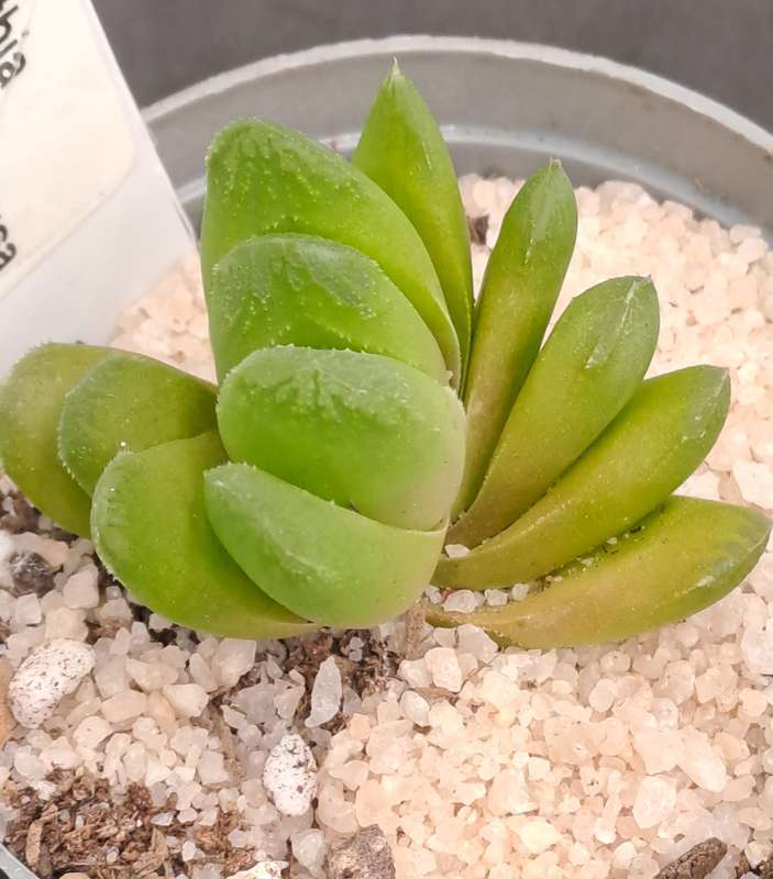 Rare!!! Haworthia Hybrid -Haworthia truncata x Haworthia Retusa -Free Gift with any Order)