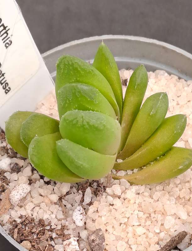 Rare!!! Haworthia Hybrid -Haworthia truncata x Haworthia Retusa -Free Gift with any Order)