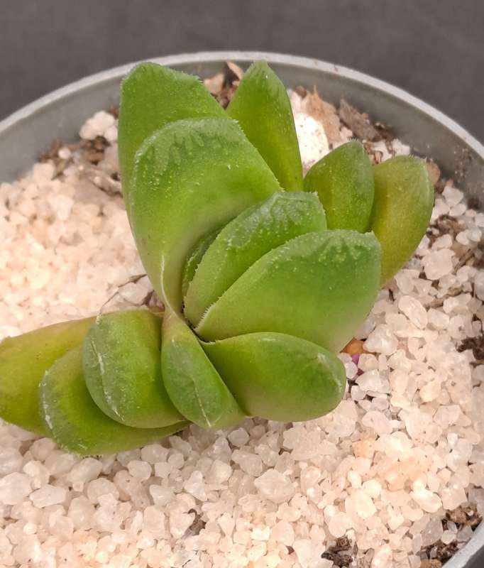 Rare!!! Haworthia Hybrid -Haworthia truncata x Haworthia Retusa -Free Gift with any Order)