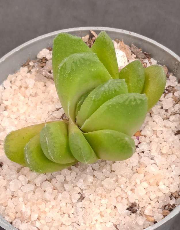 Rare!!! Haworthia Hybrid -Haworthia truncata x Haworthia Retusa -Free Gift with any Order)