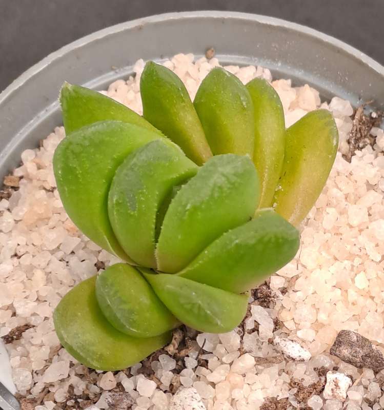 Rare!!! Haworthia Hybrid -Haworthia truncata x Haworthia Retusa -Free Gift with any Order)