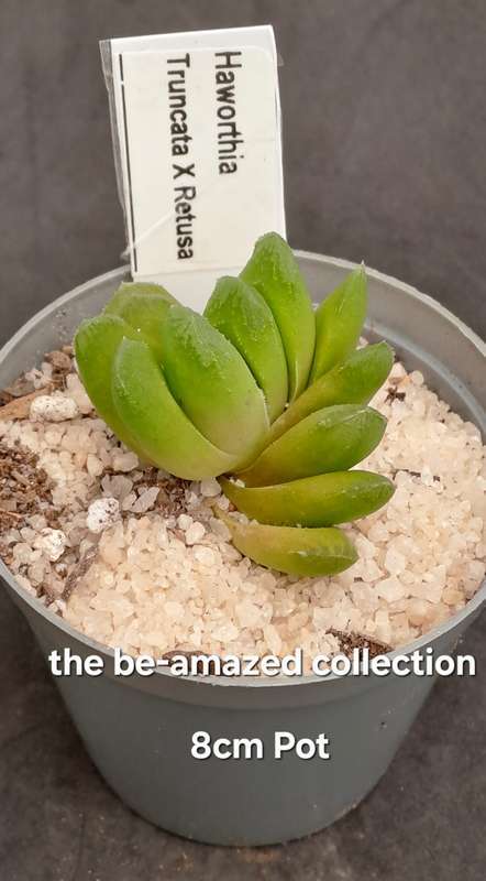 Rare!!! Haworthia Hybrid -Haworthia truncata x Haworthia Retusa -Free Gift with any Order)