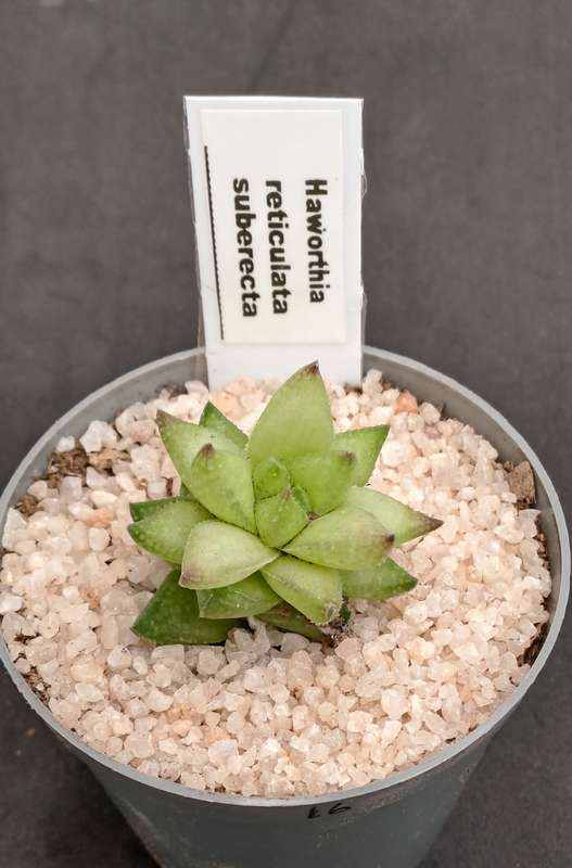 Rare!!!  Haworthia reticulata var. Suberecta (Free Gift with any Order)