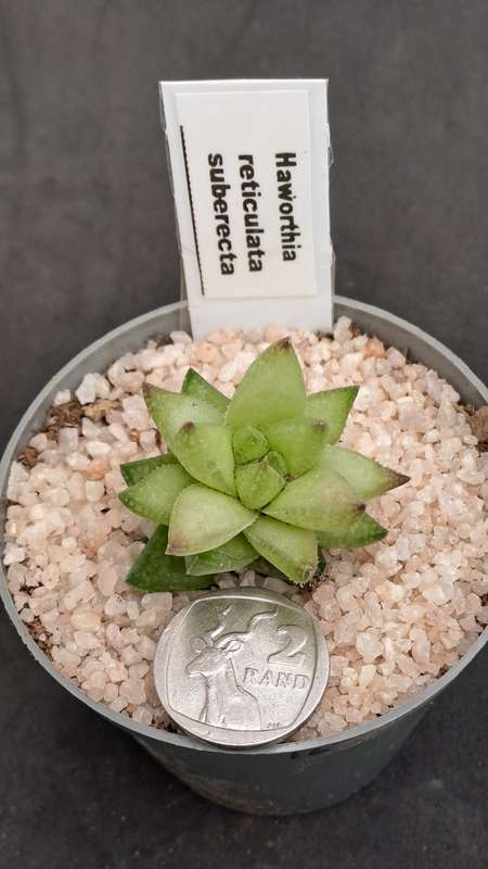 Rare!!!  Haworthia reticulata var. Suberecta (Free Gift with any Order)