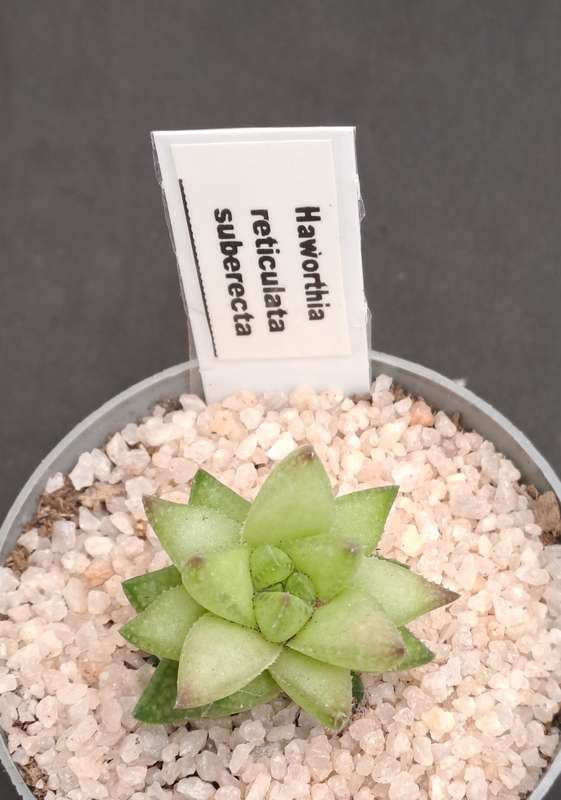 Rare!!!  Haworthia reticulata var. Suberecta (Free Gift with any Order)