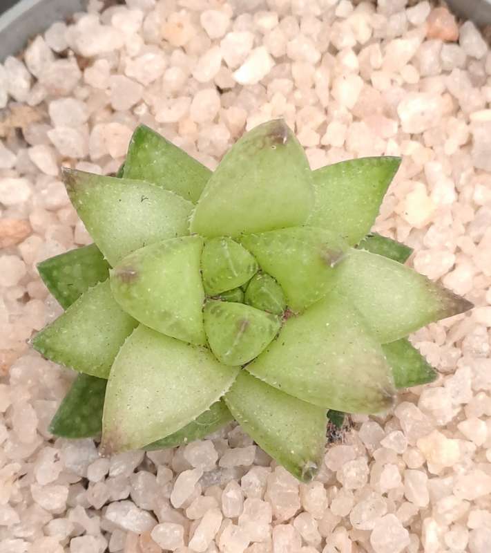 Rare!!!  Haworthia reticulata var. Suberecta (Free Gift with any Order)