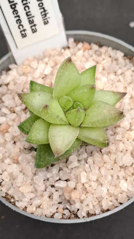 Rare!!!  Haworthia reticulata var. Suberecta (Free Gift with any Order)