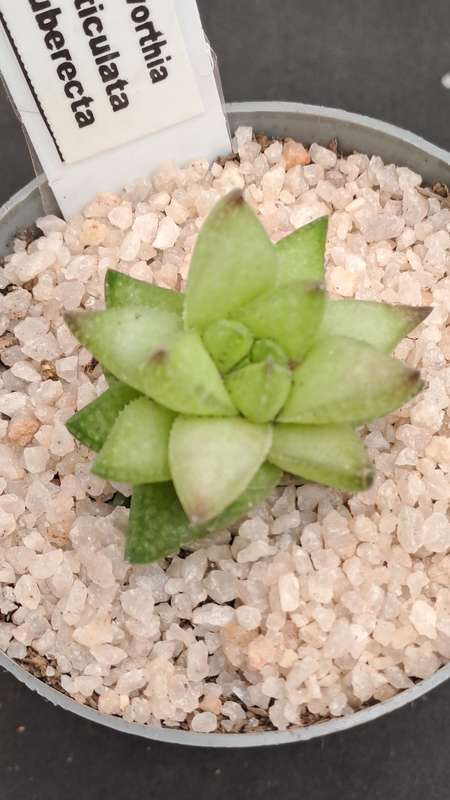 Rare!!!  Haworthia reticulata var. Suberecta (Free Gift with any Order)