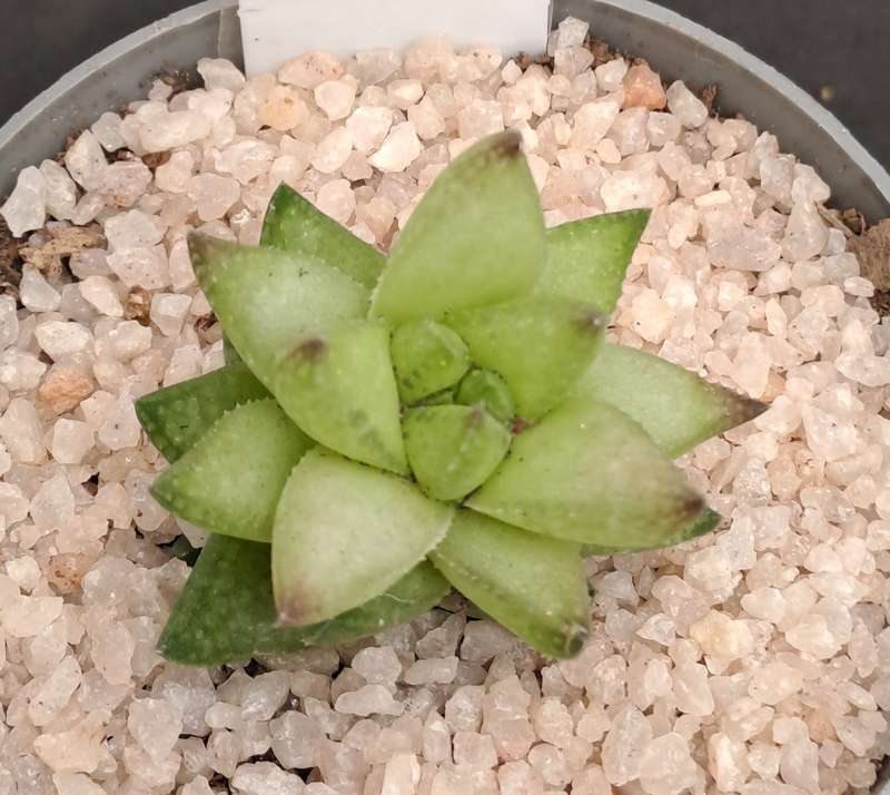 Rare!!!  Haworthia reticulata var. Suberecta (Free Gift with any Order)