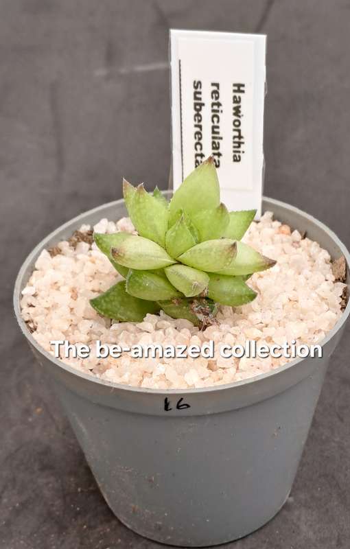 Rare!!!  Haworthia reticulata var. Suberecta (Free Gift with any Order)