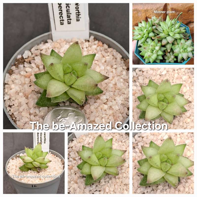 Rare!!!  Haworthia reticulata var. Suberecta (Free Gift with any Order)