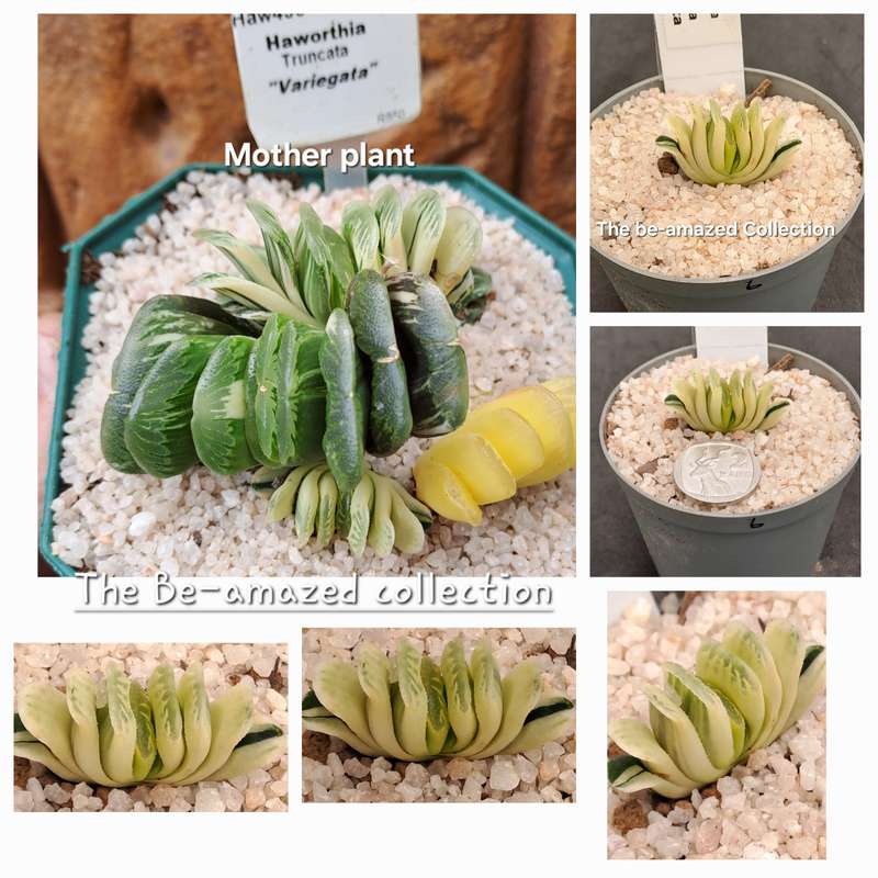 Rare!!!  Haworthia Truncata Variegata (Perde Tande)(Free Gift with any Order)