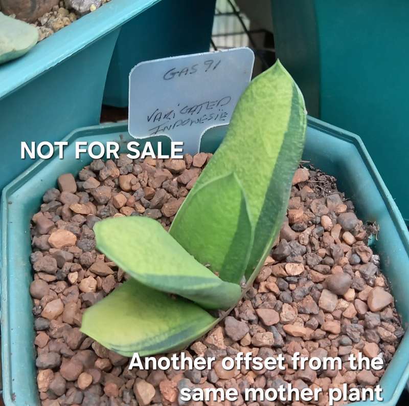 Rare!!!  Gasteria Nitida variegata (import from Indonesia)-Free Gift with any order