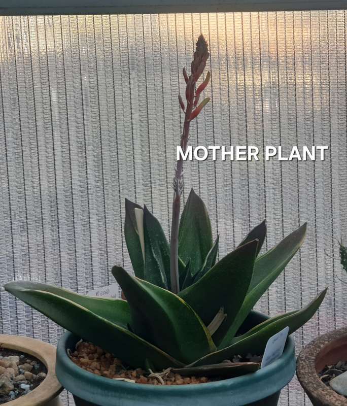 Rare!!!  Gasteria Nitida variegata (import from Indonesia)-Free Gift with any order