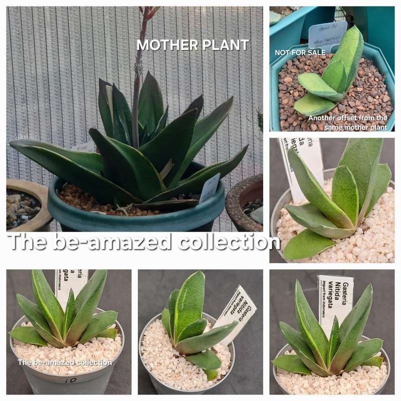 Rare!!!  Gasteria Nitida variegata (import from Indonesia)-Free Gift with any order