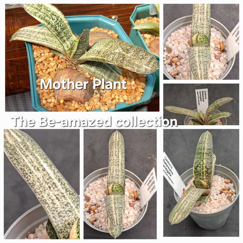 Gasteria Batesiana variegated (import from Indonesia) (Free Gift with any Order)