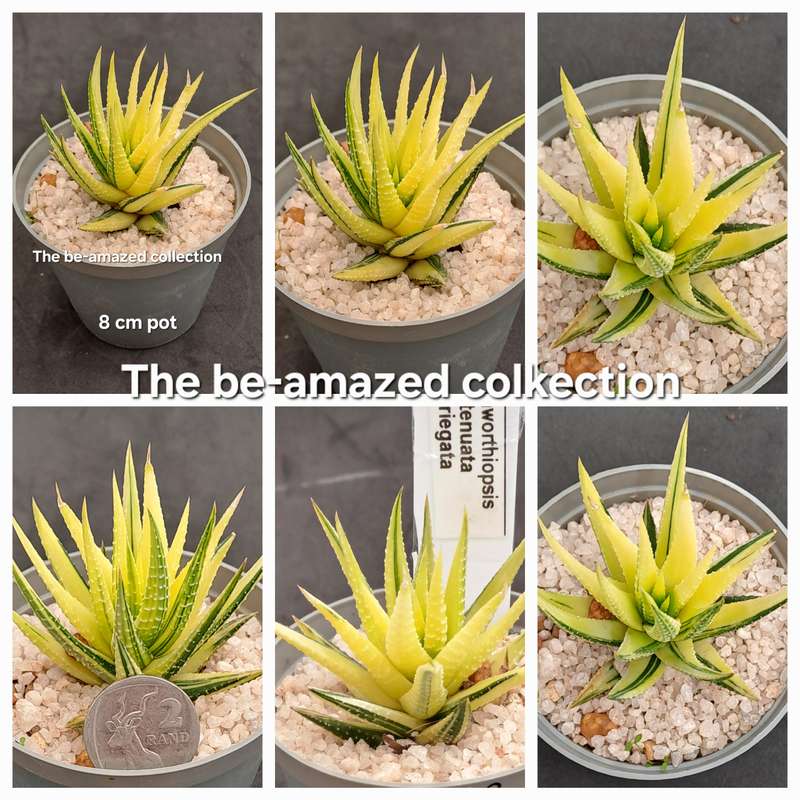 Rare!!!  Haworthiopsis Attenuata Variegata (Zebra Plant)-Free Gift with any order