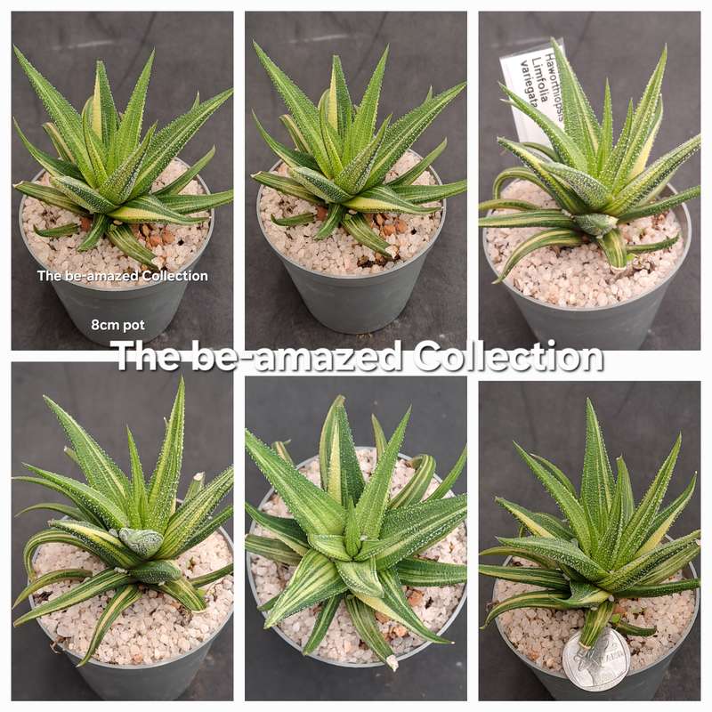 Rare!!!  Haworthiopsis Limfolia Variegata (Fairy Washboard) Free Gift with any Order