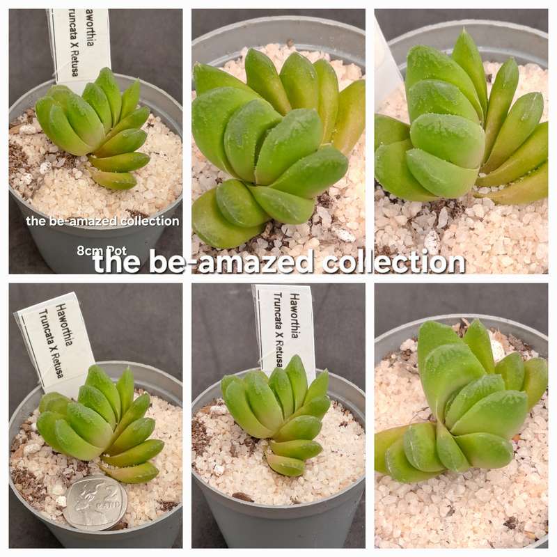 Rare!!! Haworthia Hybrid -Haworthia truncata x Haworthia Retusa -Free Gift with any Order)