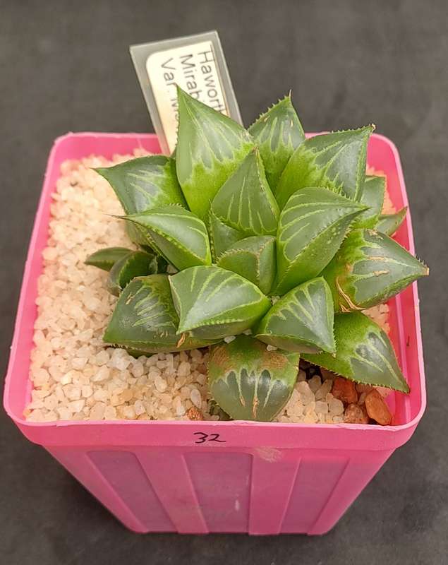 Haworthia mirabilis var. mendula with pup-Free Gift with any Order)