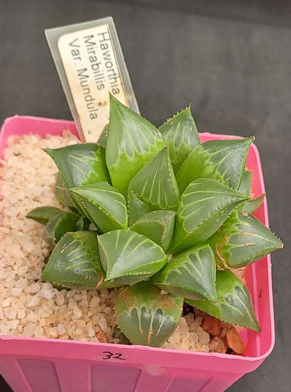 Haworthia mirabilis var. mendula with pup-Free Gift with any Order)