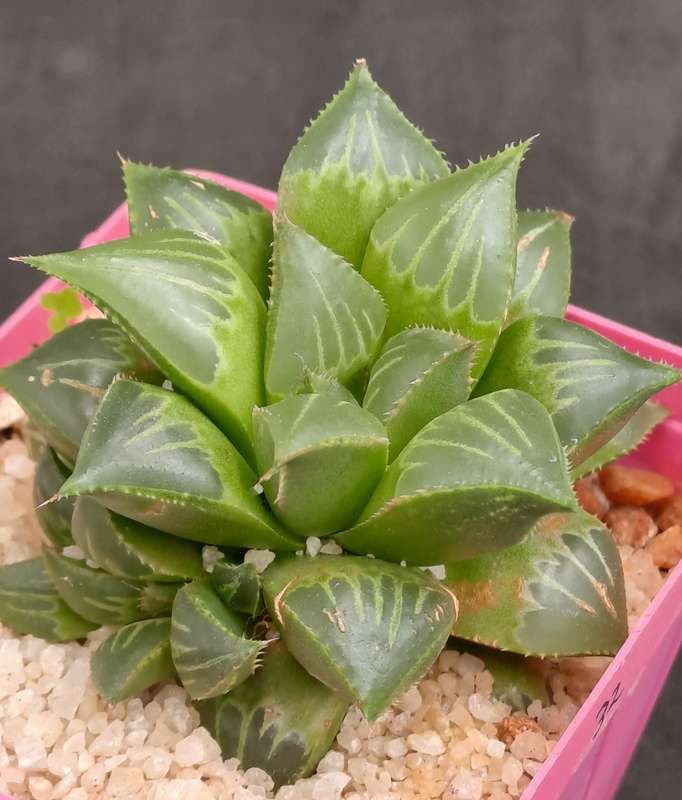 Haworthia mirabilis var. mendula with pup-Free Gift with any Order)