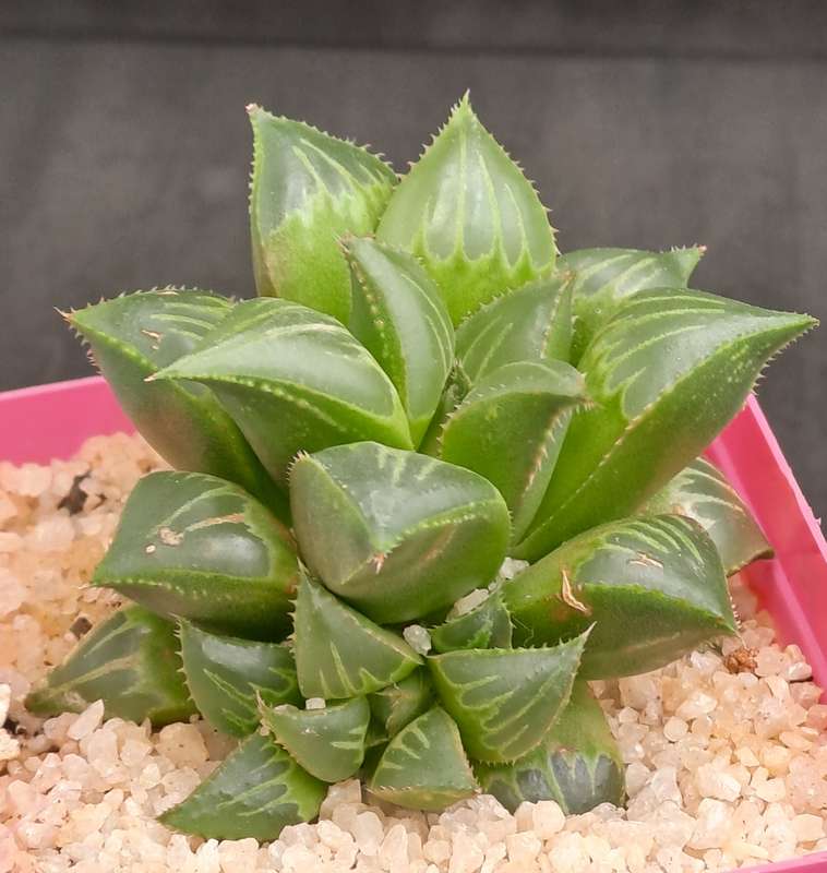 Haworthia mirabilis var. mendula with pup-Free Gift with any Order)