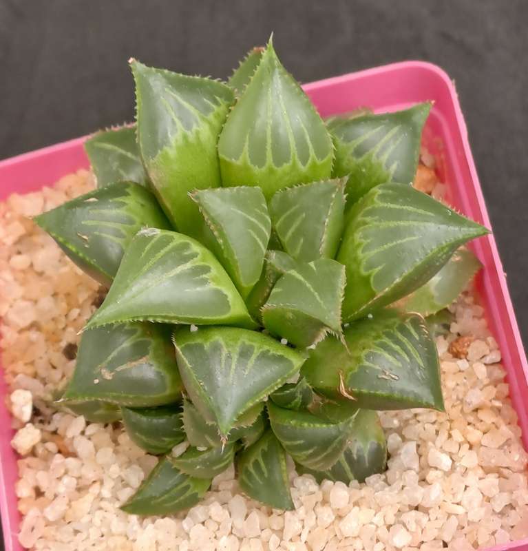 Haworthia mirabilis var. mendula with pup-Free Gift with any Order)