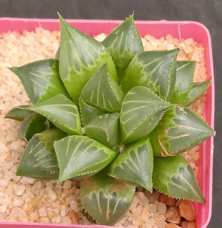 Haworthia mirabilis var. mendula with pup-Free Gift with any Order)