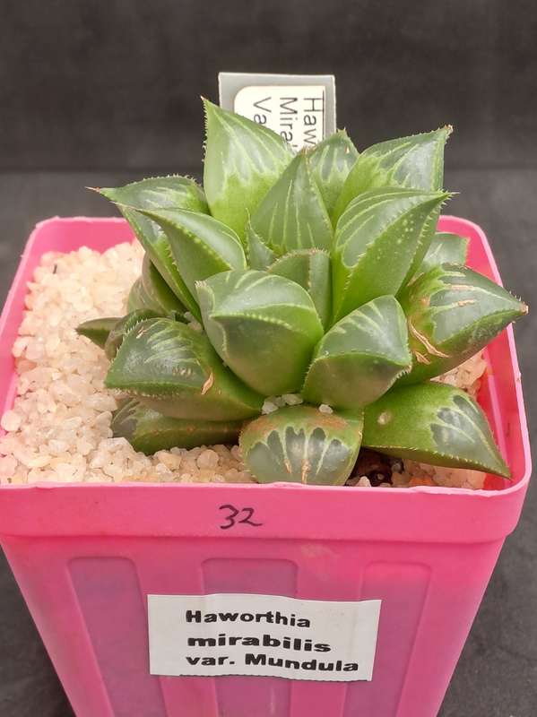 Haworthia mirabilis var. mendula with pup-Free Gift with any Order)