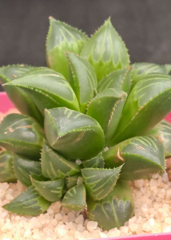 Haworthia mirabilis var. mendula with pup-Free Gift with any Order)